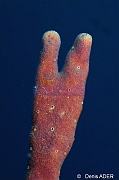 Aplysina cauliformis-Bonaire Coco Beach-16m-20180217-Denis-ADER-DSC_6292_tn
